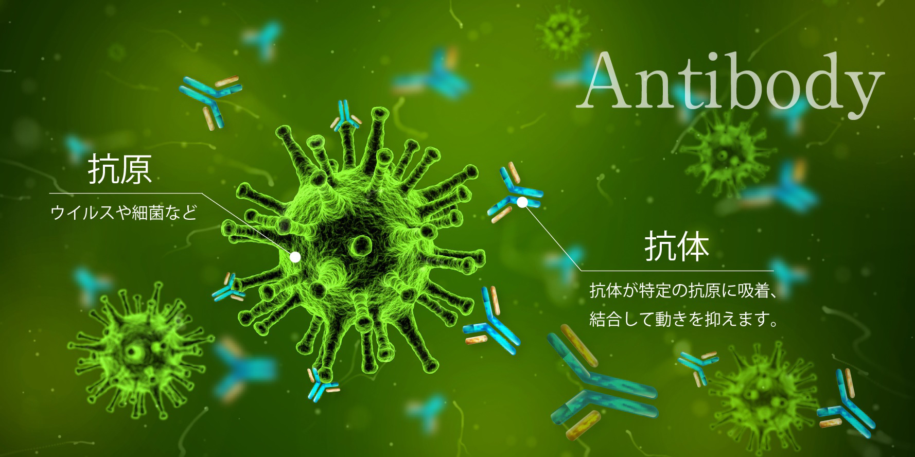 Antibody